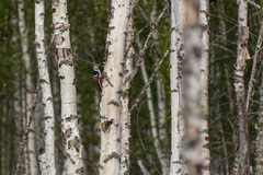 Dendrocopos leucotos