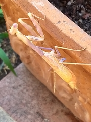 Stagmomantis