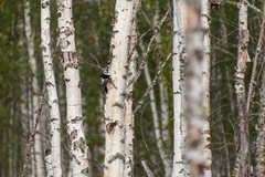 Dendrocopos leucotos