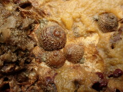 Sigapatella novaezelandiae