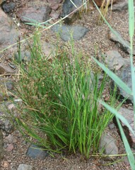 Juncus alpinoarticulatus