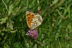 Melitaea phoebe