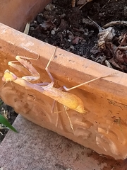 Stagmomantis