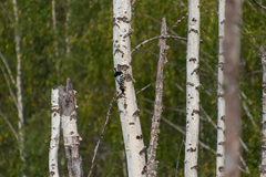 Dendrocopos leucotos