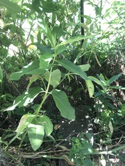 Asclepias syriaca