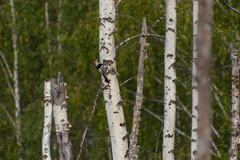 Dendrocopos leucotos