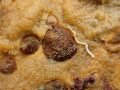 Sigapatella novaezelandiae