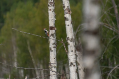 Dendrocopos leucotos