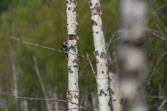 Dendrocopos leucotos