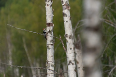 Dendrocopos leucotos