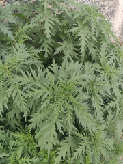 Urtica cannabina