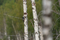 Dendrocopos leucotos