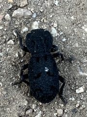 Phloeodes diabolicus