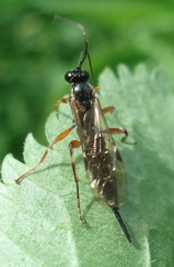 Pimpla turionellae