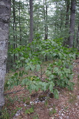 Rhamnus