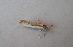Agriphila geniculea