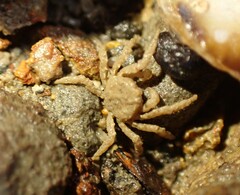 Neohymenicus pubescens