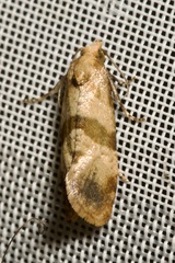 Phalonidia contractana