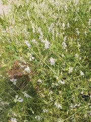 Vicia biennis