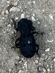 Phloeodes diabolicus