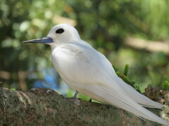 Gygis alba