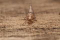 Archaeognatha