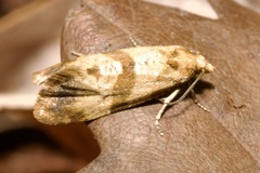 Phalonidia contractana