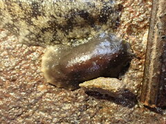 Onchidella nigricans