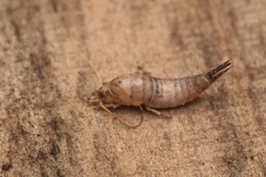 Archaeognatha