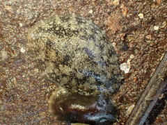 Onchidella nigricans