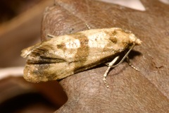 Phalonidia contractana