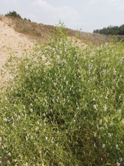 Vicia biennis