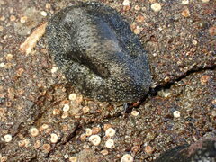 Onchidella nigricans