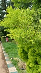 Chamaecyparis pisifera