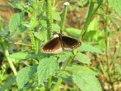 Euploea core