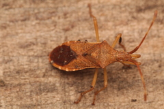Gonocerus acuteangulatus