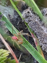 Enoplognatha ovata