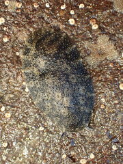 Onchidella nigricans