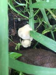 Panaeolus cyanescens