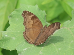 Junonia iphita
