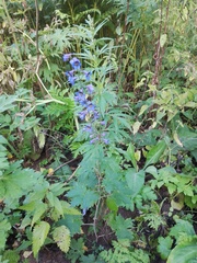 Delphinium elatum