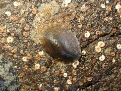 Onchidella nigricans