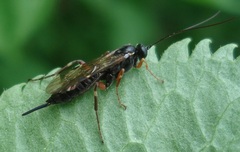 Pimpla turionellae