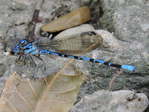 Springwater Dancer (Argia funebris), a species recorded in Arizona