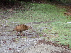 Gallirallus australis australis