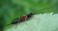 Pimpla turionellae
