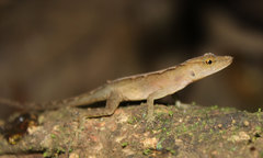 Anolis uniformis