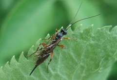 Pimpla turionellae
