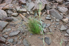 Juncus alpinoarticulatus