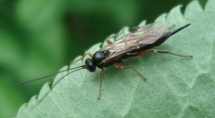 Pimpla turionellae